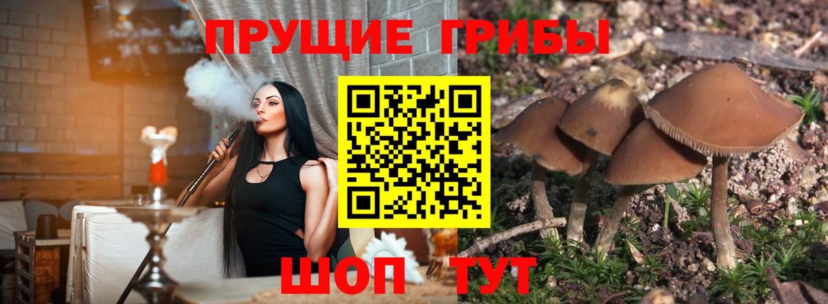 Балашов  Псилоцибиновые грибы Cubensis  Вход с VPN  Псилоцибиновые грибы GOLDEN TEACHER 